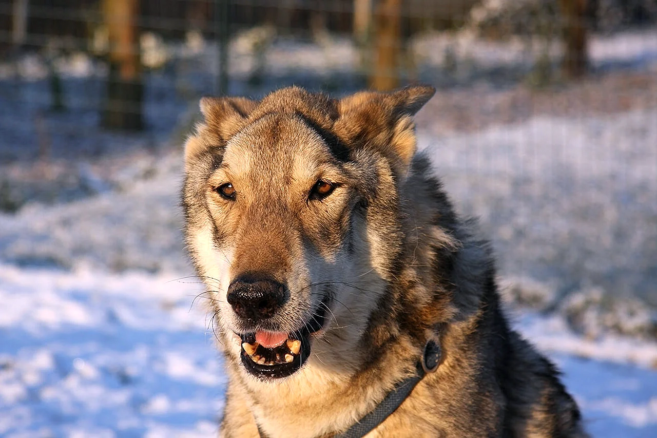 Волчья собака Сарлоса рыжая