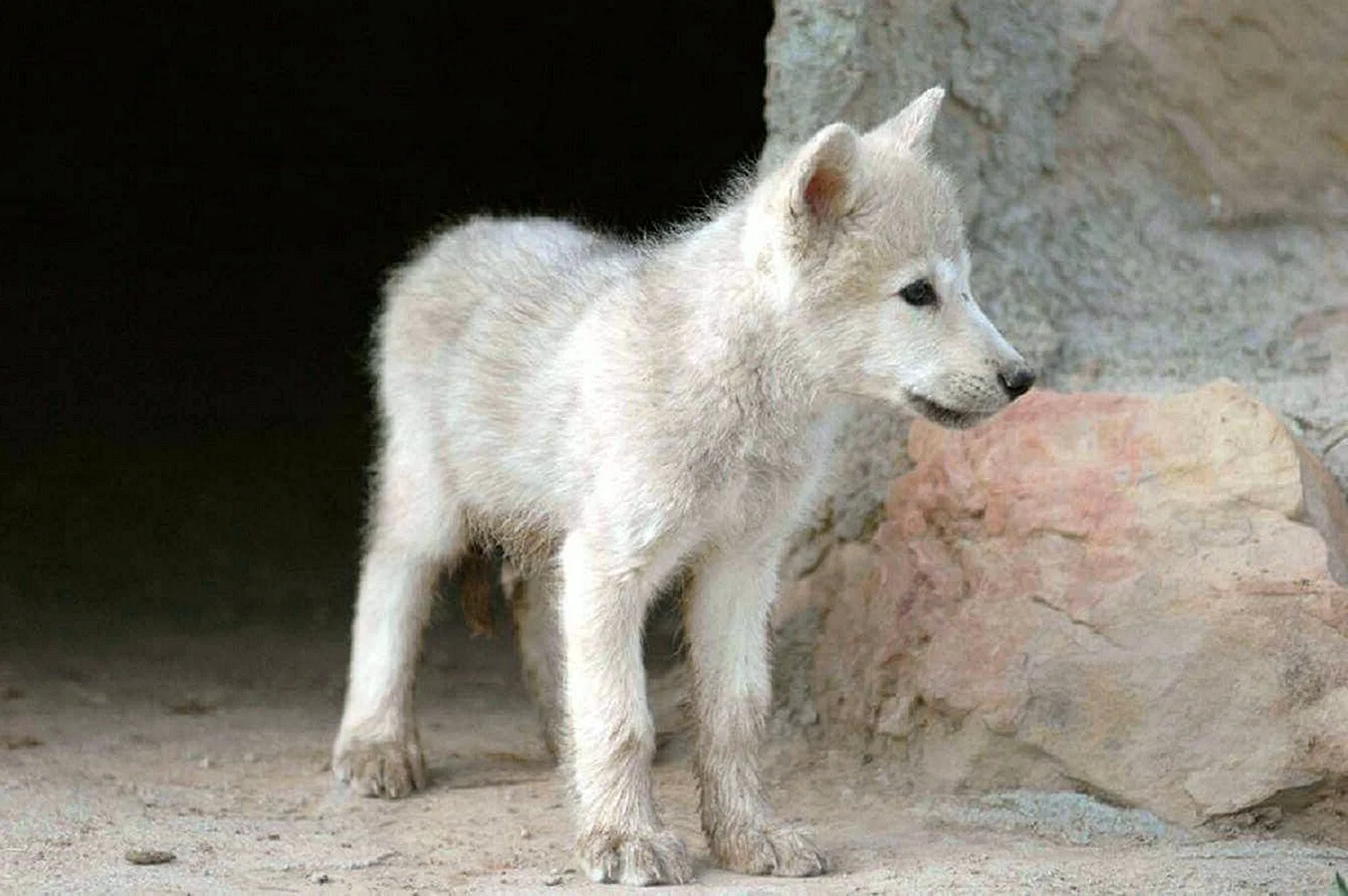 Волчонок альбинос