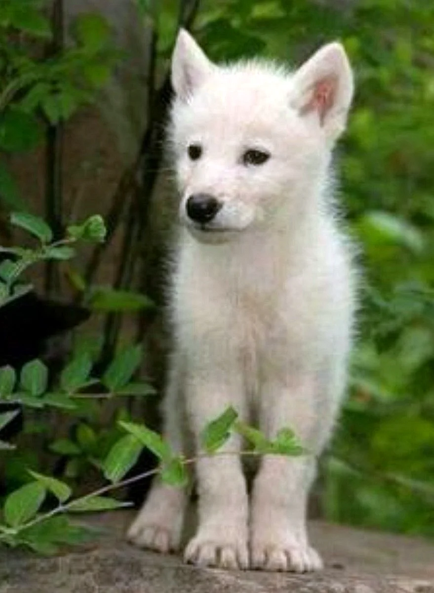 Волчонок альбинос