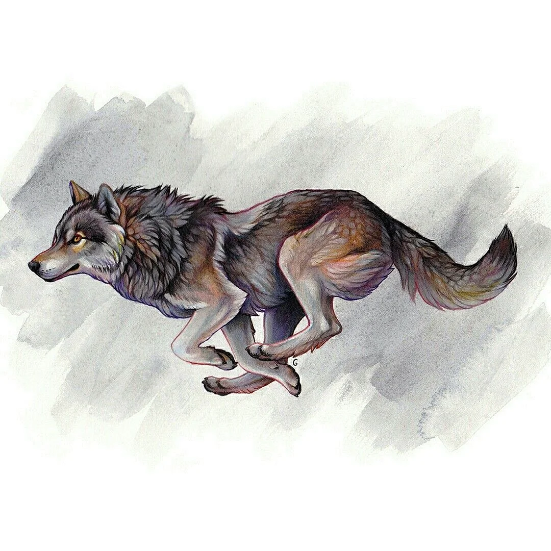 Волк бежит сбоку