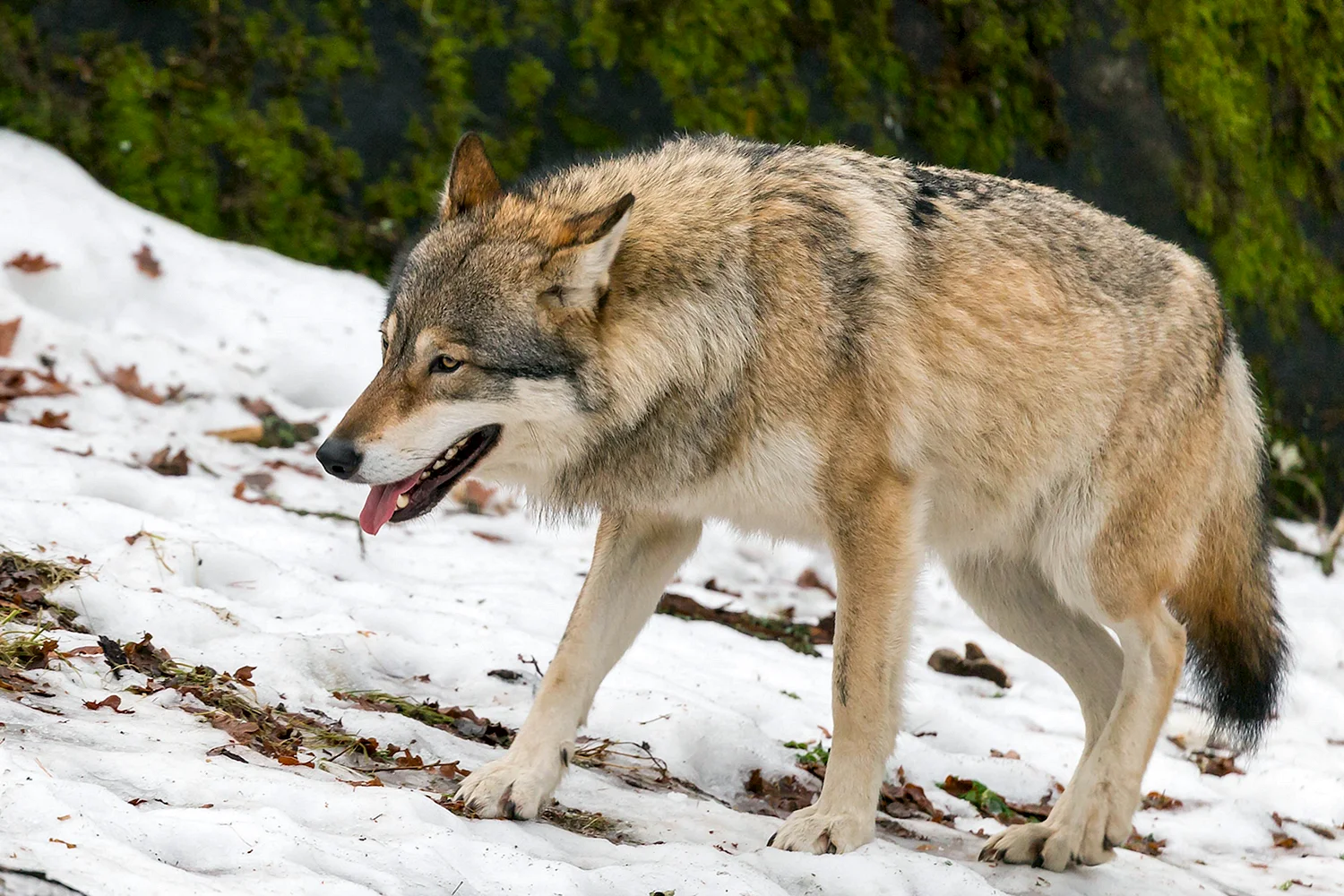 Волк canis Lupus