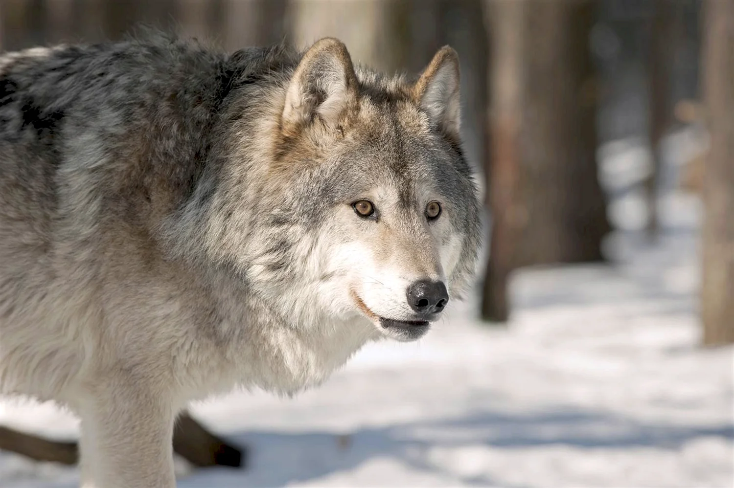 Волк canis Lupus