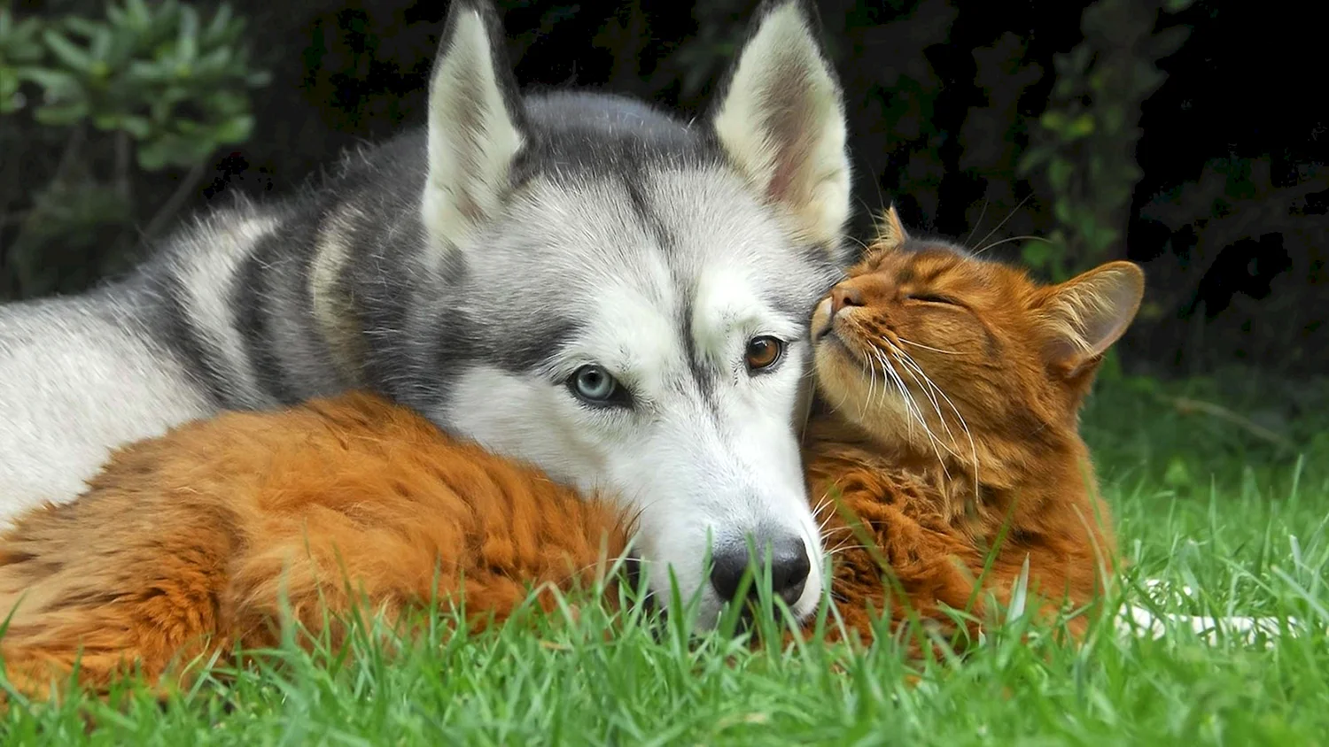 Волк и котенок