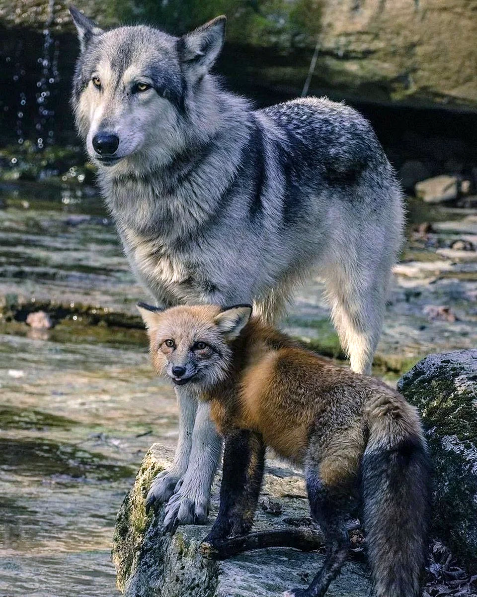 Волк и лиса
