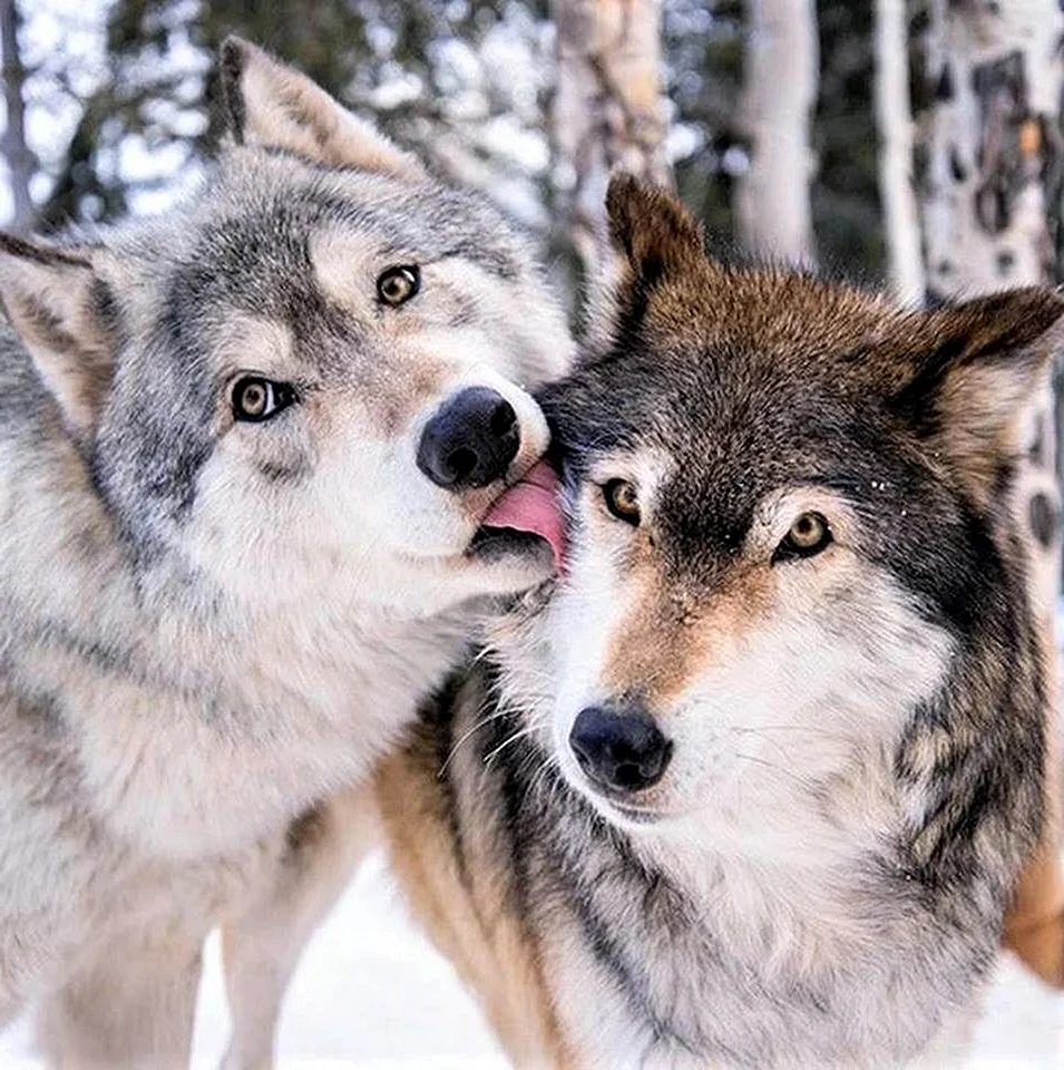 Волк и Волчиха