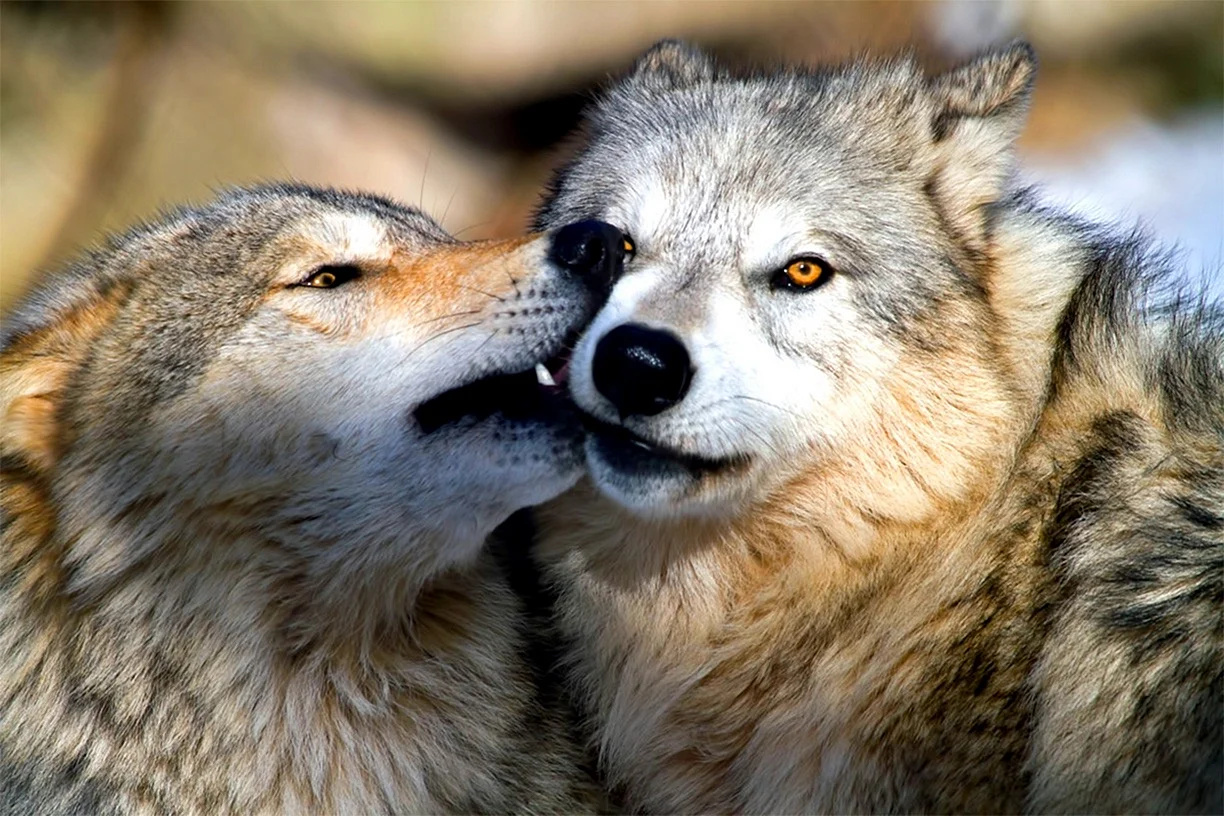 Влюбленные волки - красивые фото