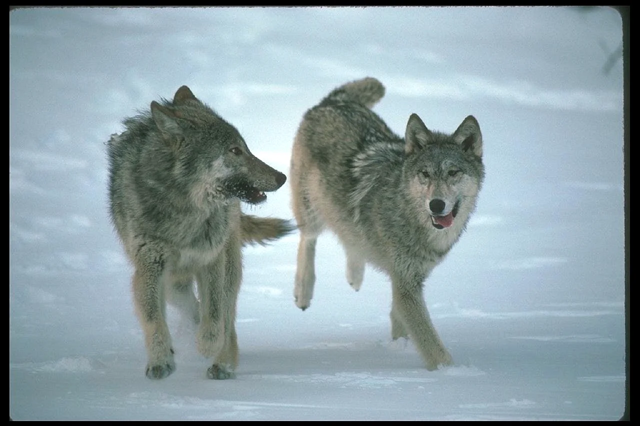 Волк и волчица бегут