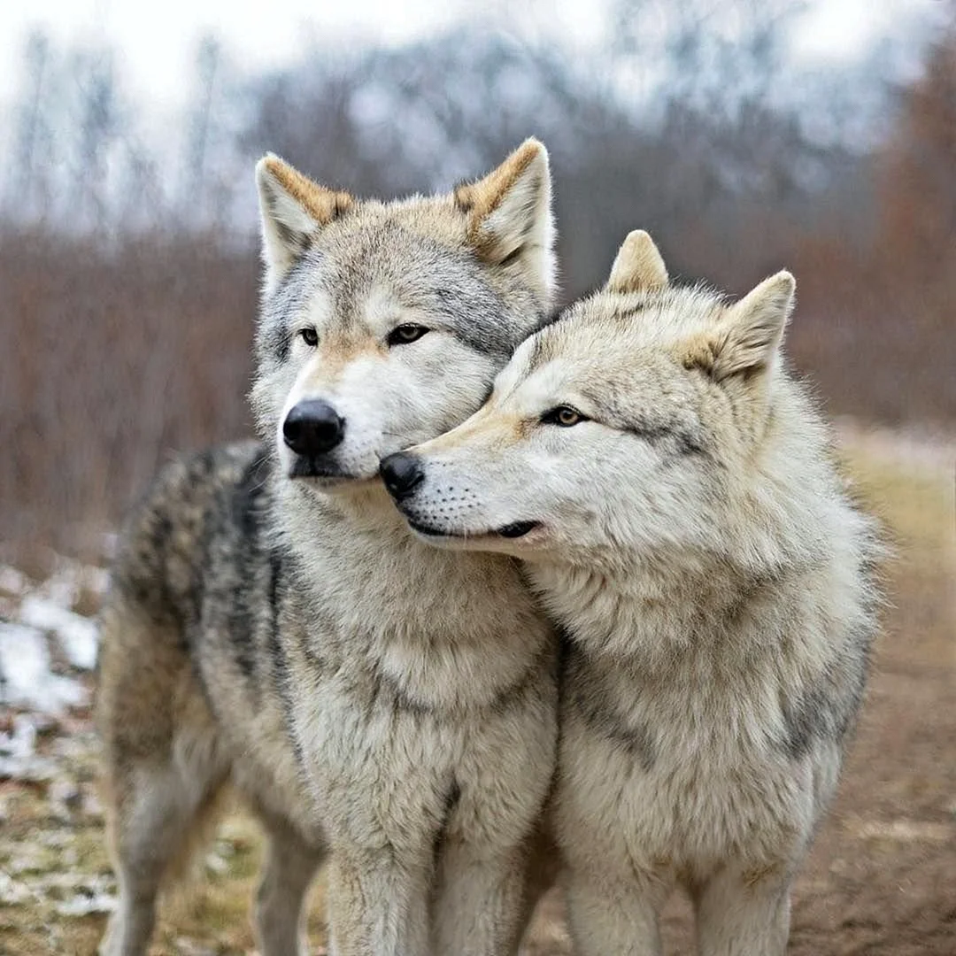 Волки пара (55 лучших фото)