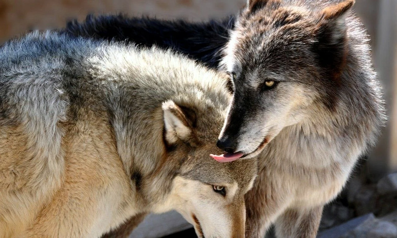Волк и волчица вместе