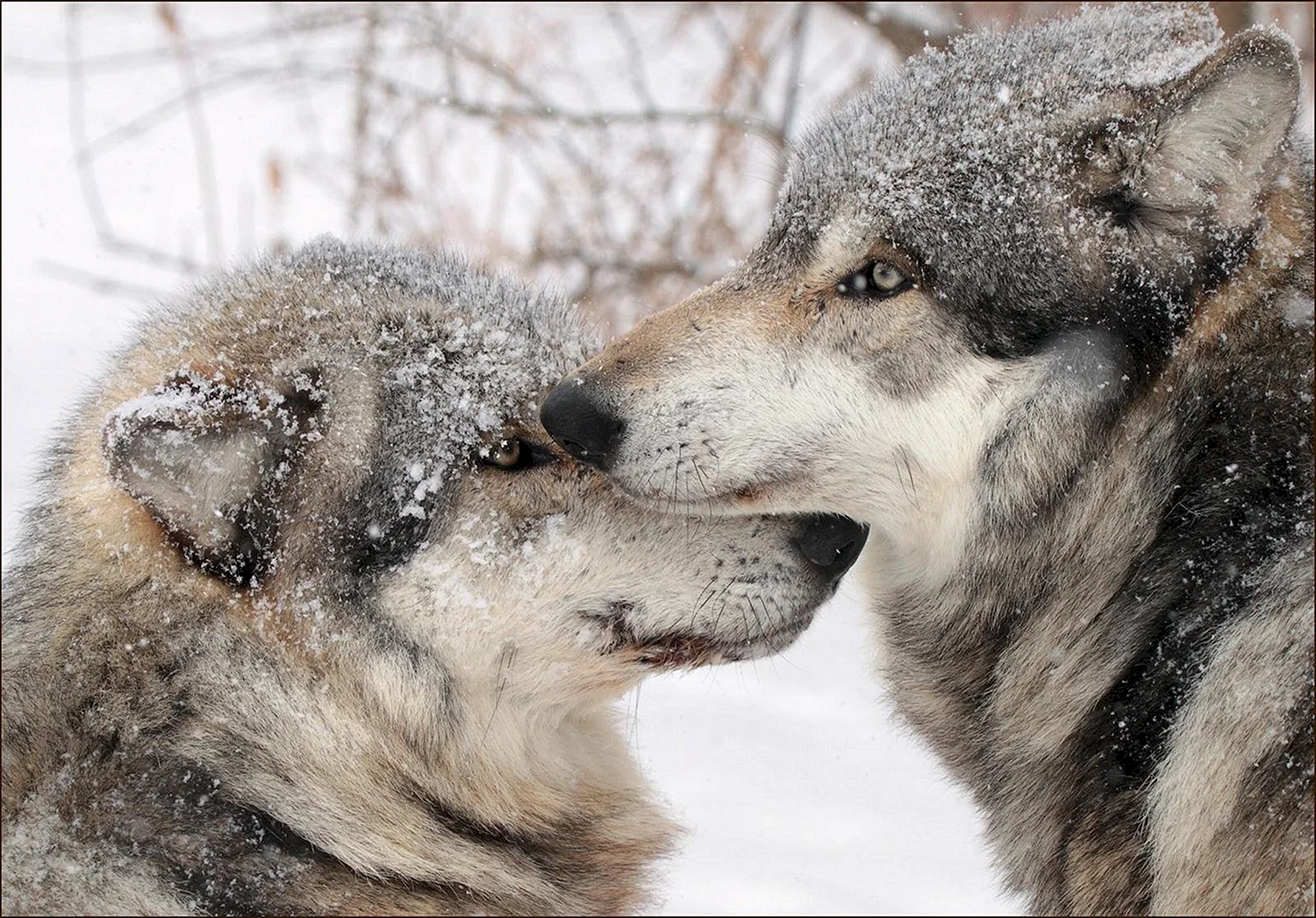 Волк и волчица зимой