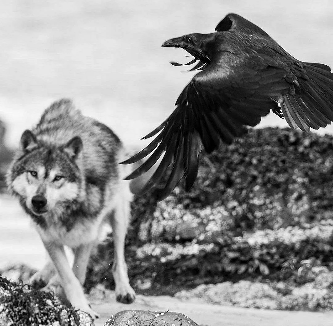 Волк и ворон