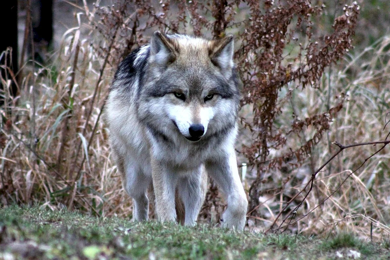Волк обыкновенный (canis Lupus)