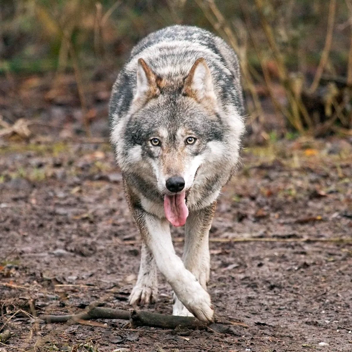 Волк обыкновенный (canis Lupus)
