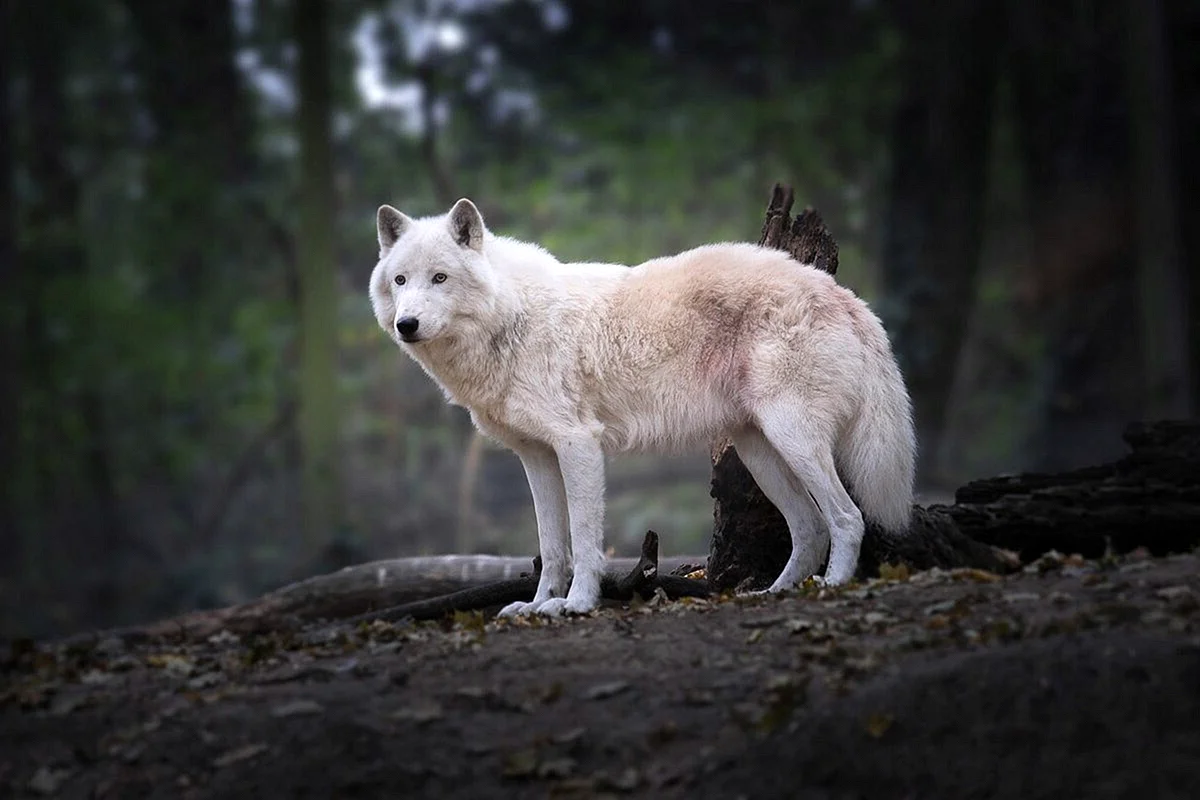 Волк Полярный тундровой