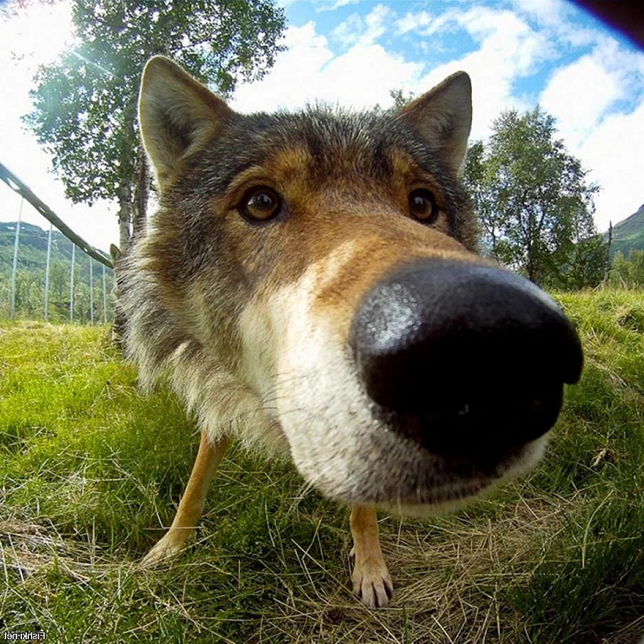 Волк с большим носом