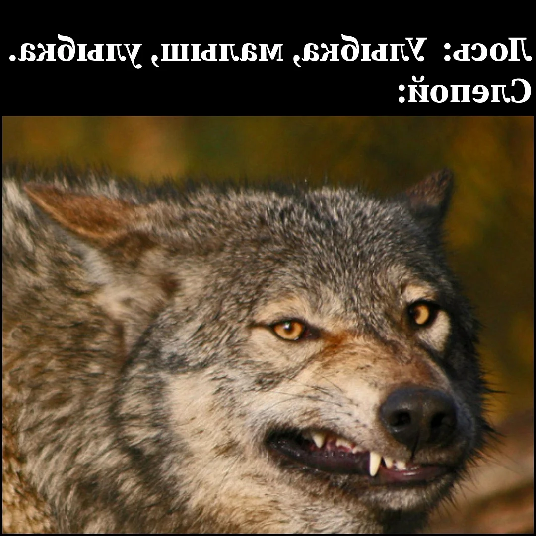 Волк с ухмылкой