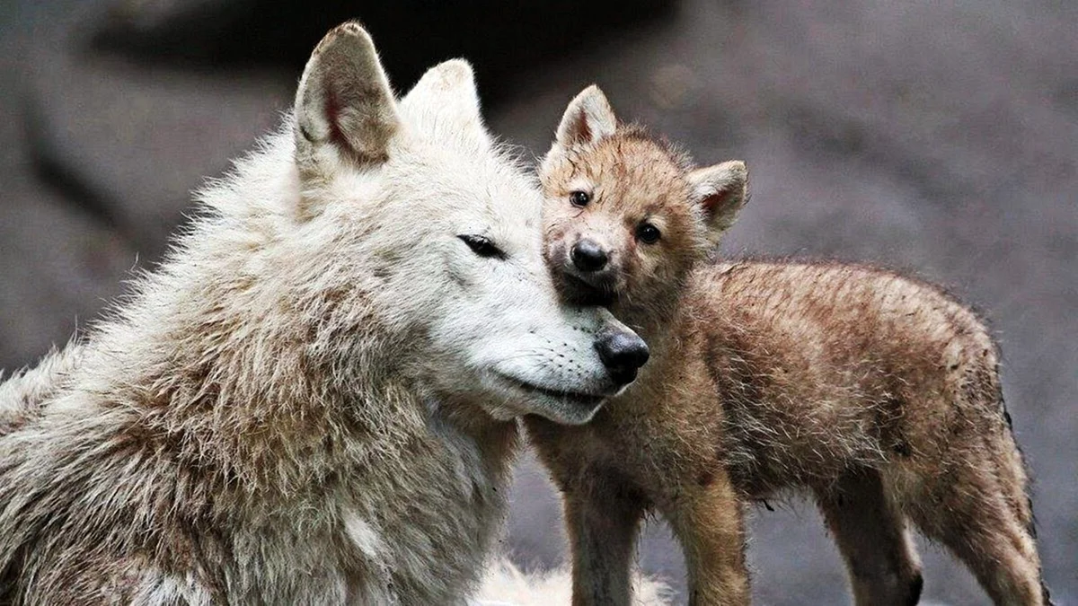 Волк с волчицей и волченком