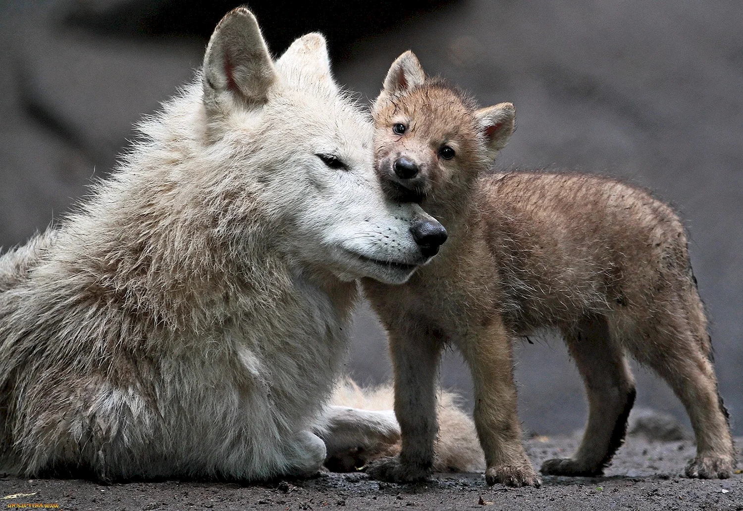 Волк с волчицей и волченком
