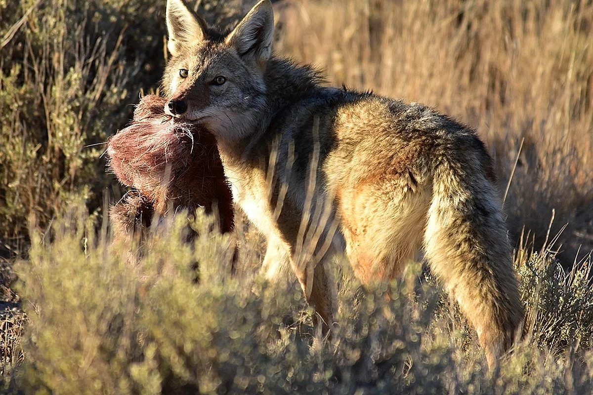 Волк Шакал койот гиена