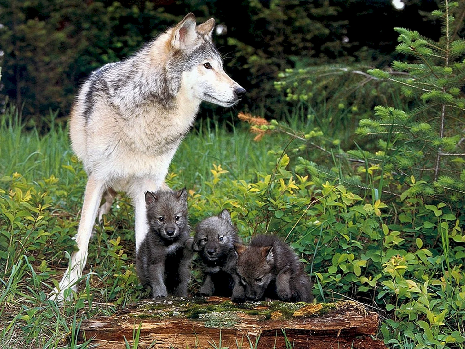 Волк, волчица, волчата – Волчье Логово,