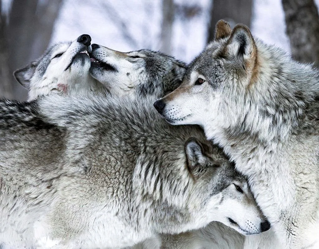 Волк, волчица,семья Волков