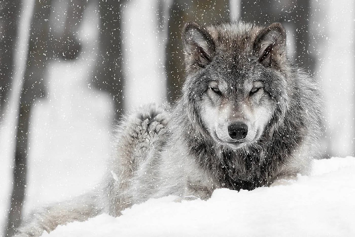 Волк зимой злой