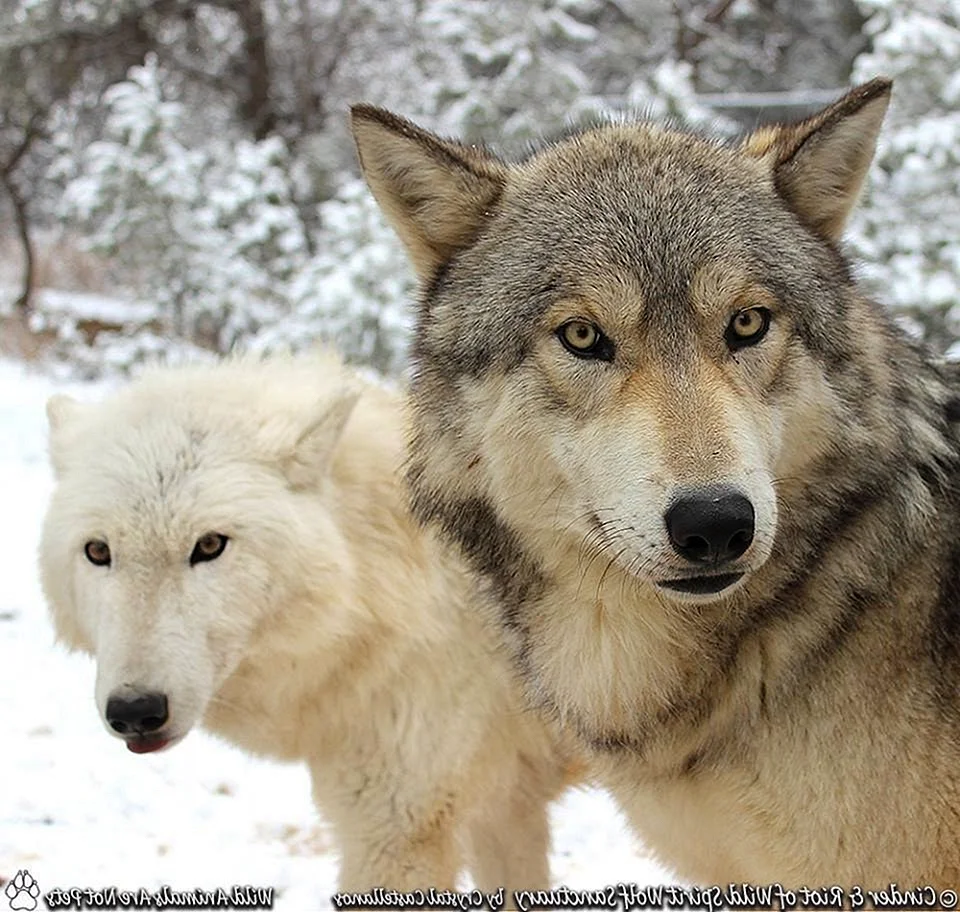 Волки на Алтае