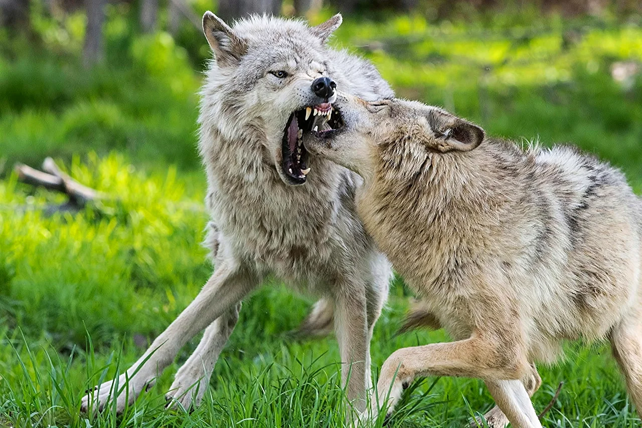Волки обнимаются
