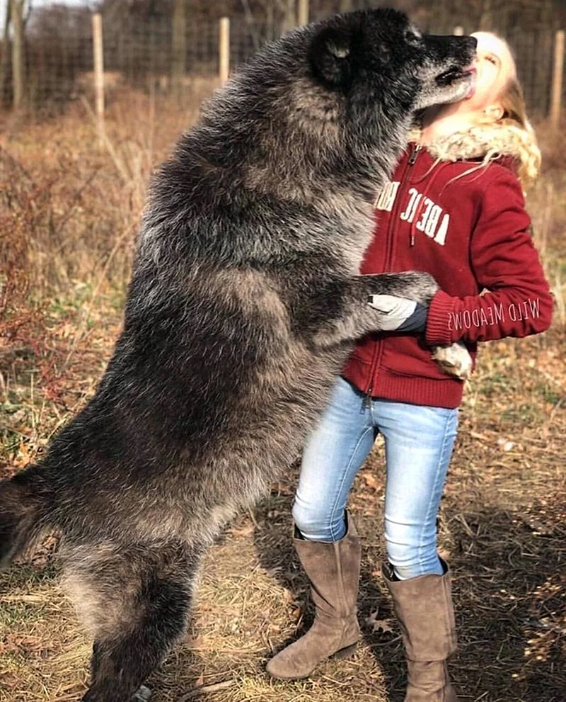 Волкособ гибрид волка