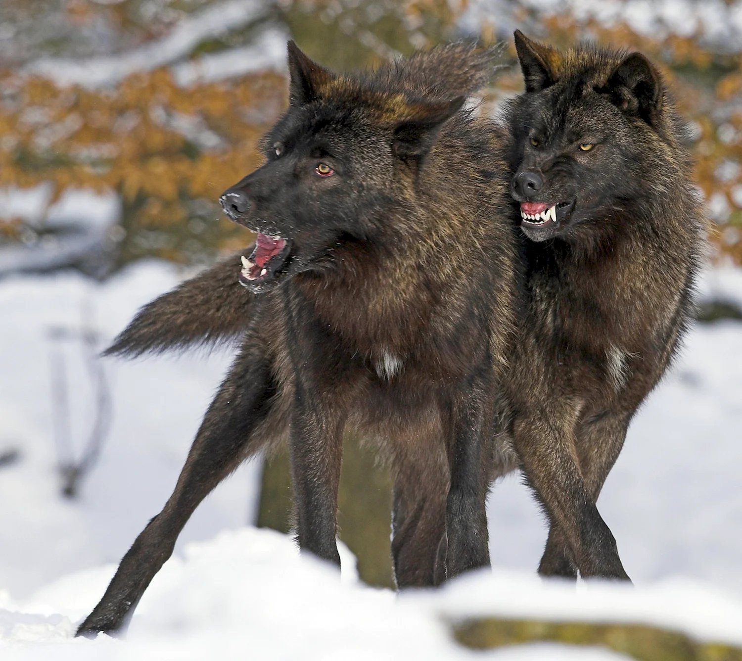 Волкособ канадский черный волк
