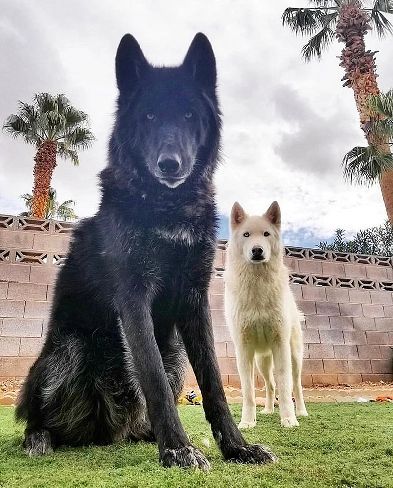 Смесь волка и собаки (45 лучших фото)