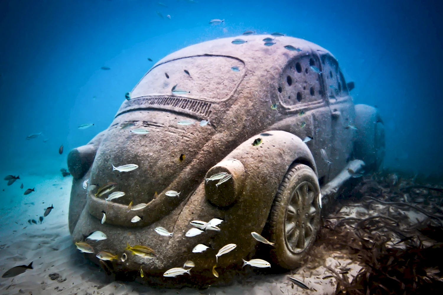 Volkswagen Beetle by Jason DECAIRES Taylor