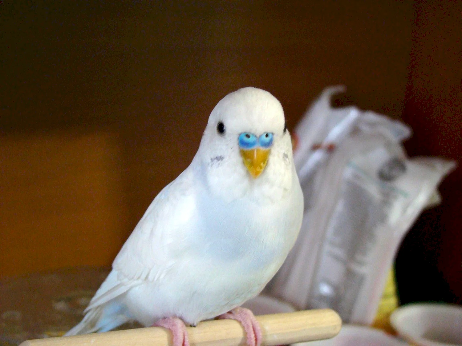 Особенности белых волнистых попугаев