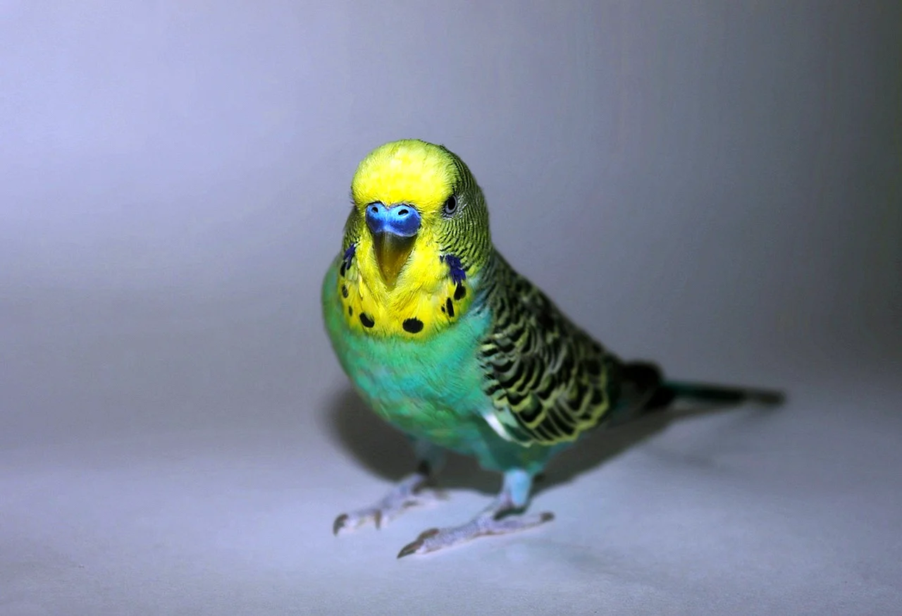 Волнистые попугаи зеленый и голубой