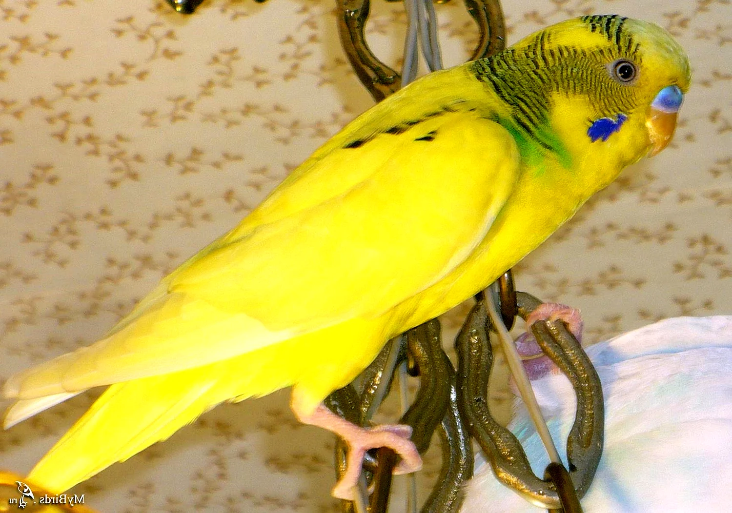 Волнистые попугаи желтые самцы