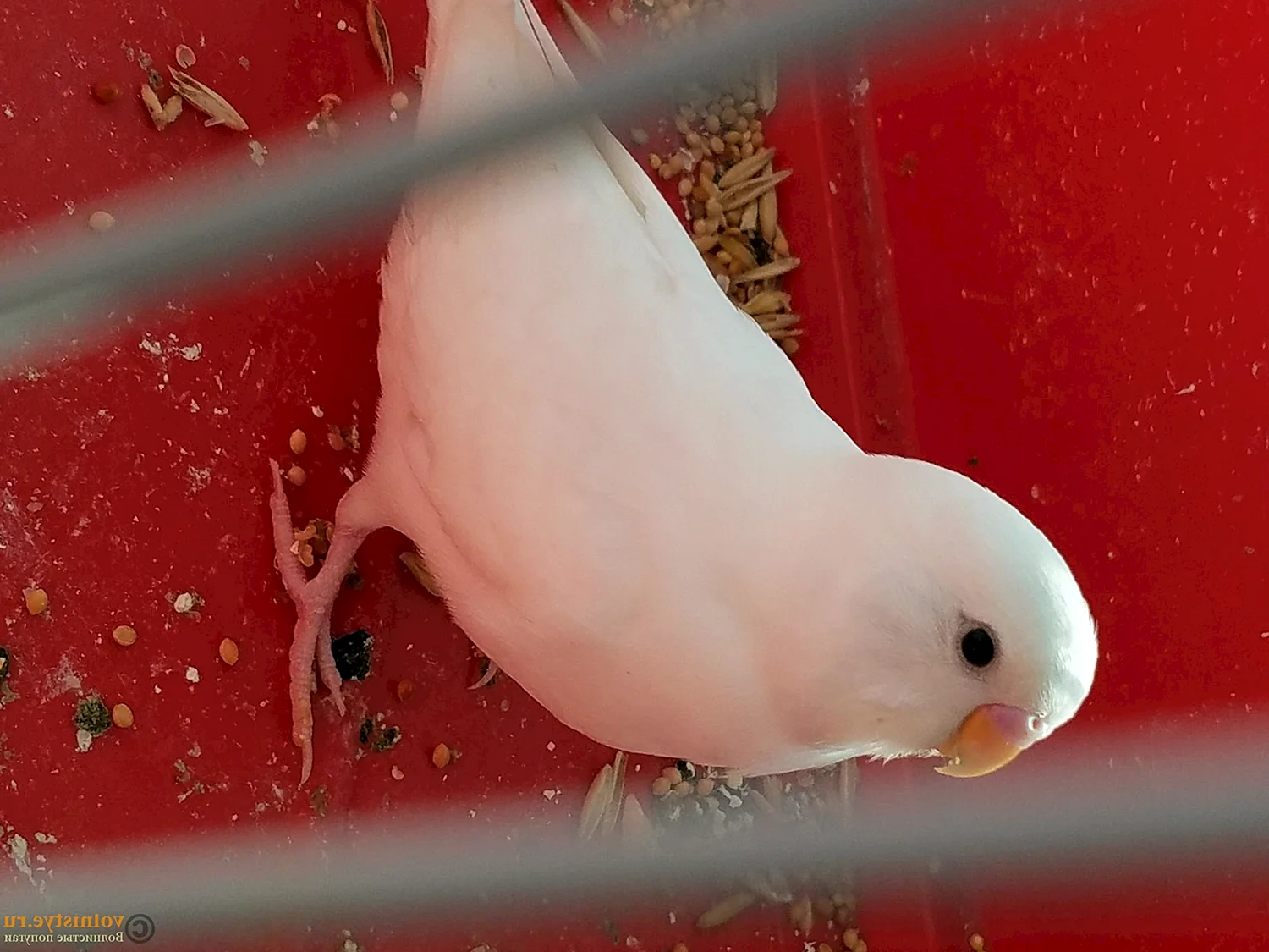 Волнистые попугайчики альбиносы