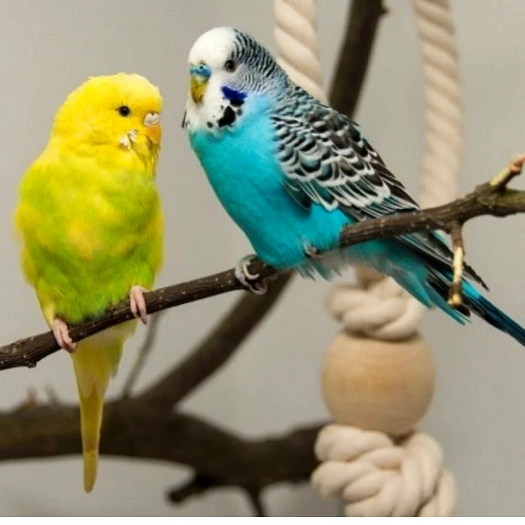 Волнистые попугайчики молодые