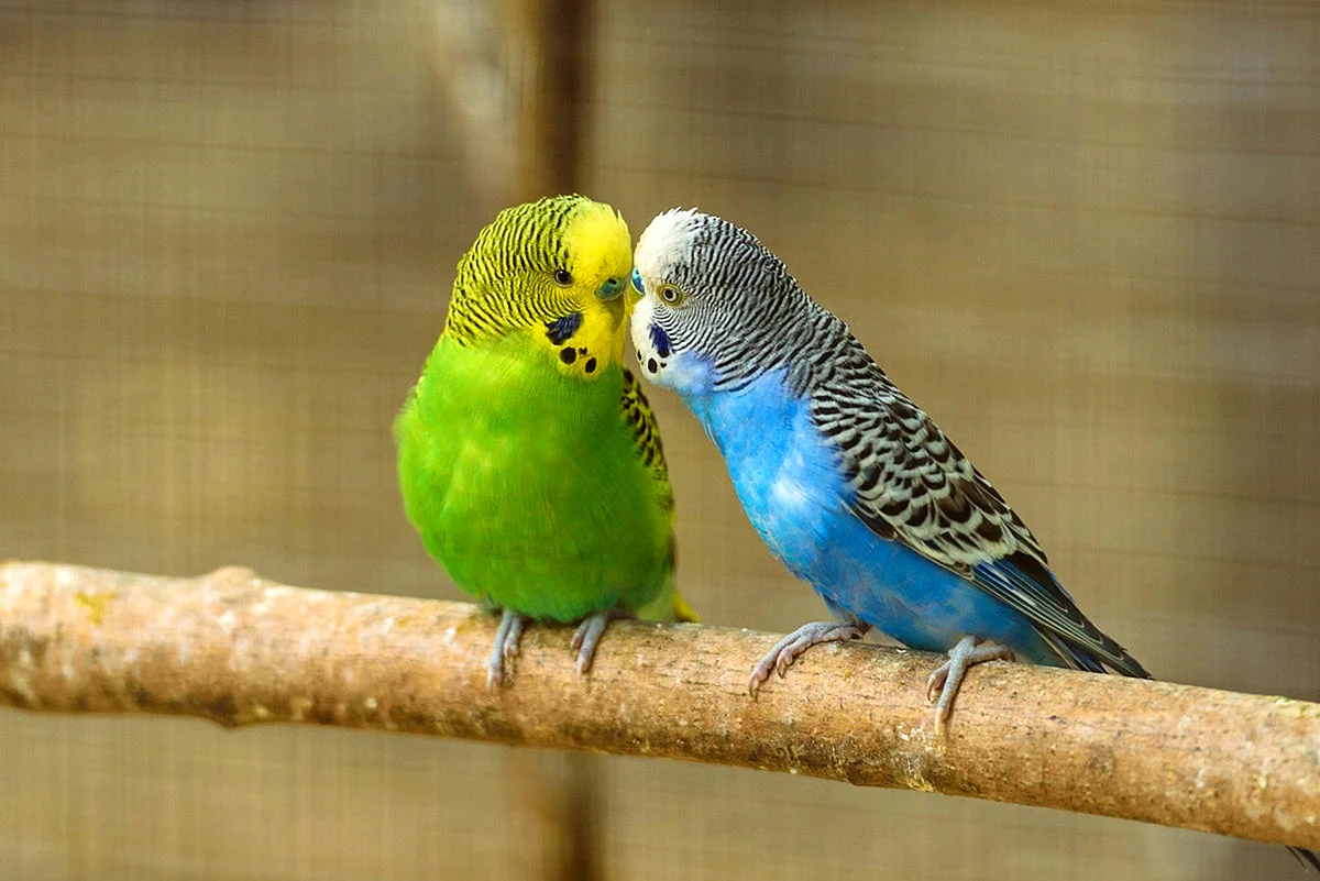 Волнистые попугайчики неразлучники