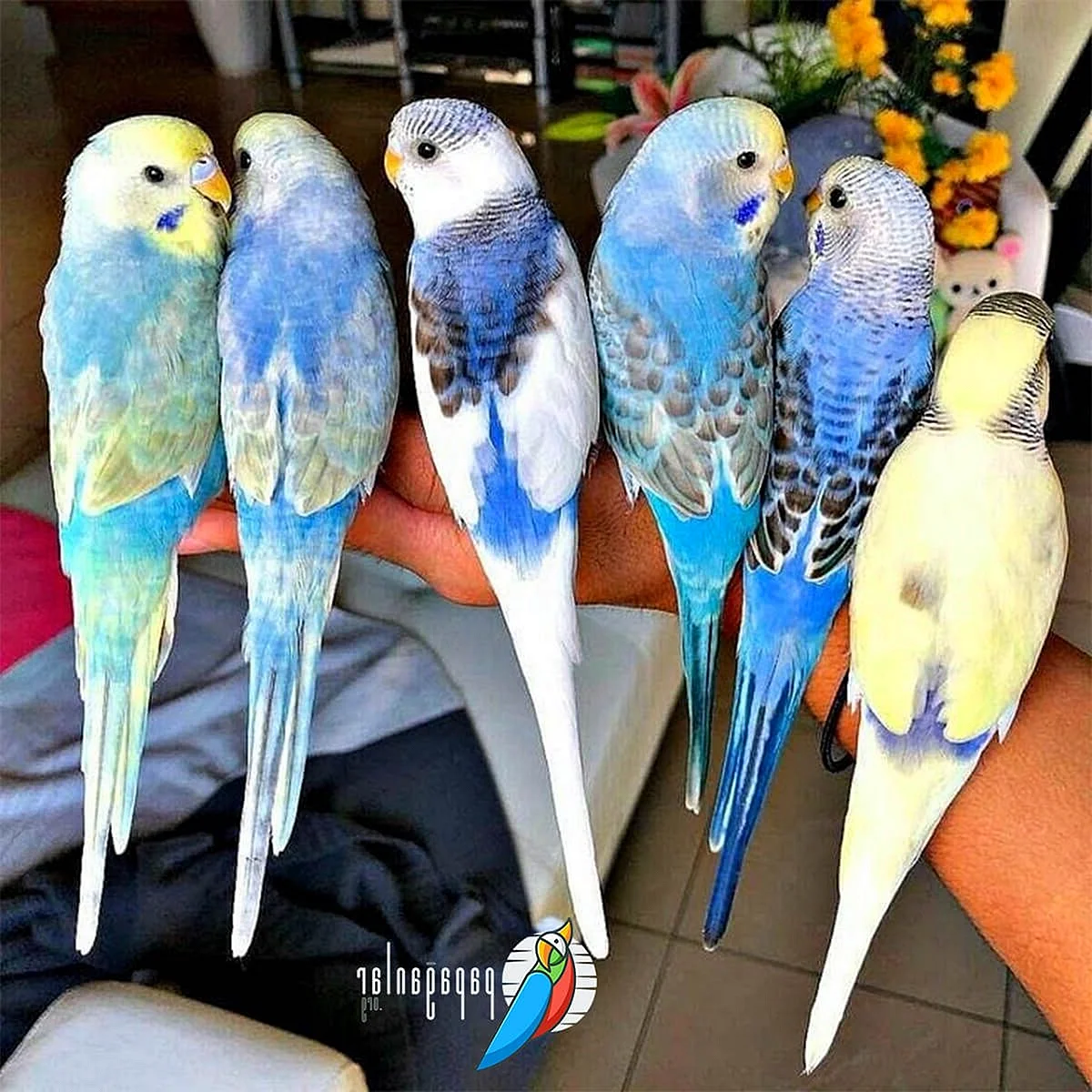 Волнистые попугайчики цвета