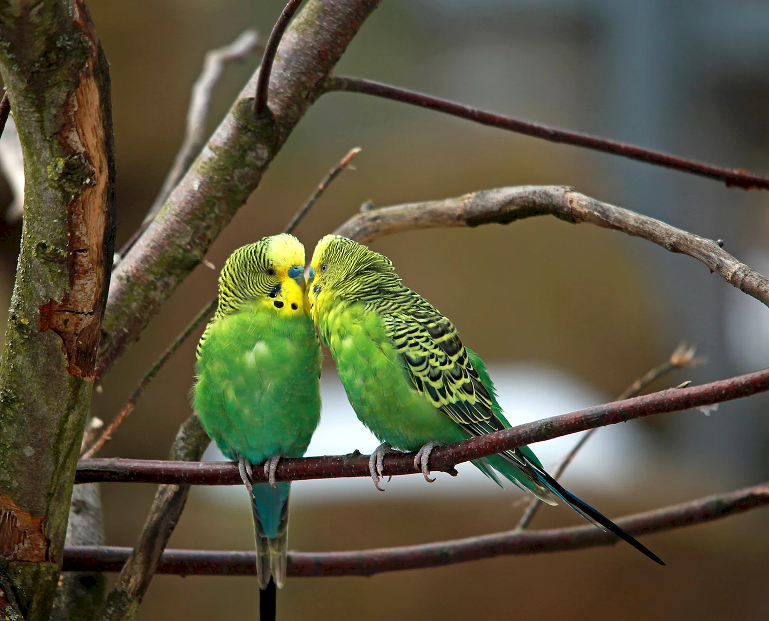 Волнистые попугайчики в Австралии