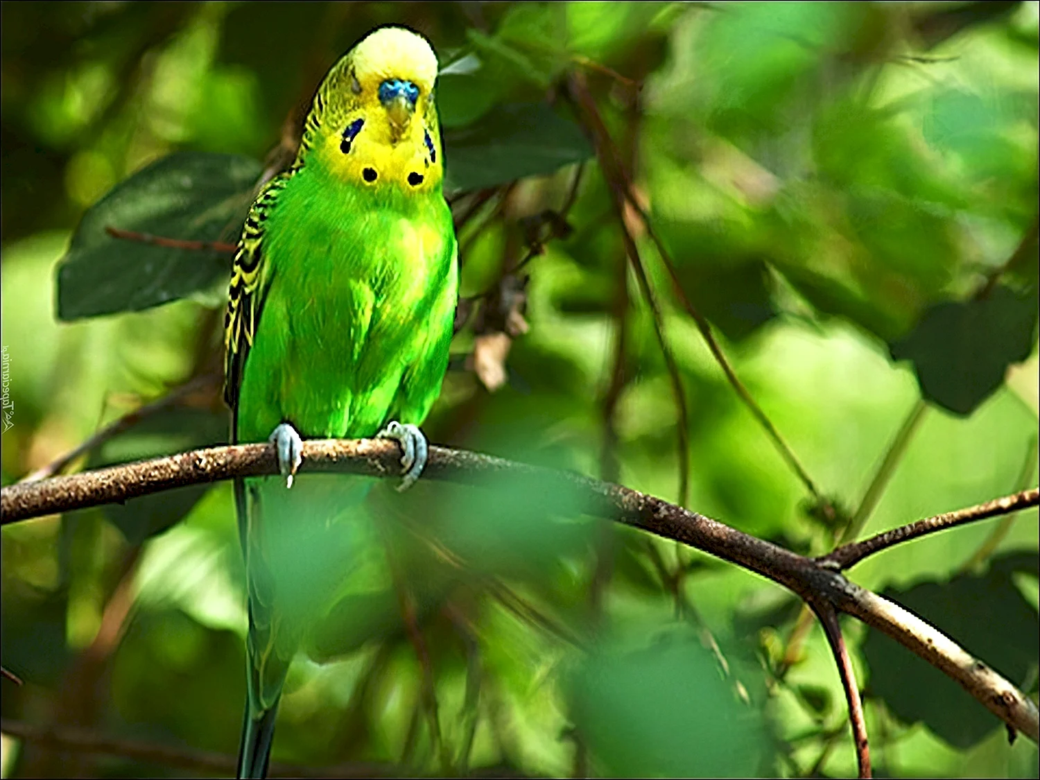 Волнистые попугайчики в природе