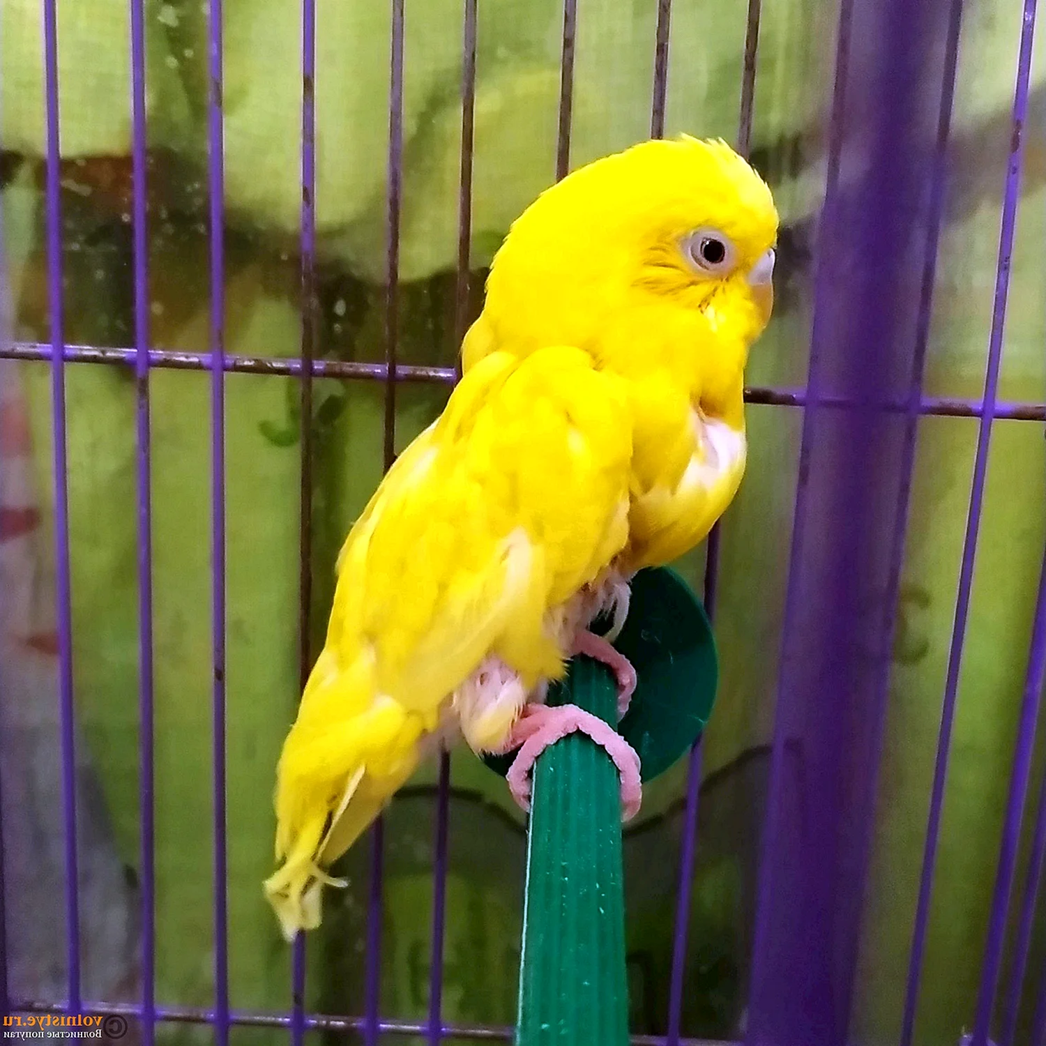 Волнистый попугай 1.5 месяца