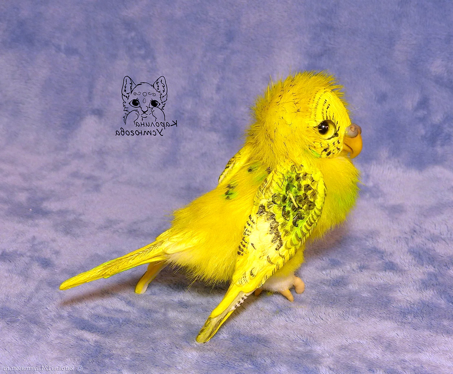 Волнистый попугай белый с желтым