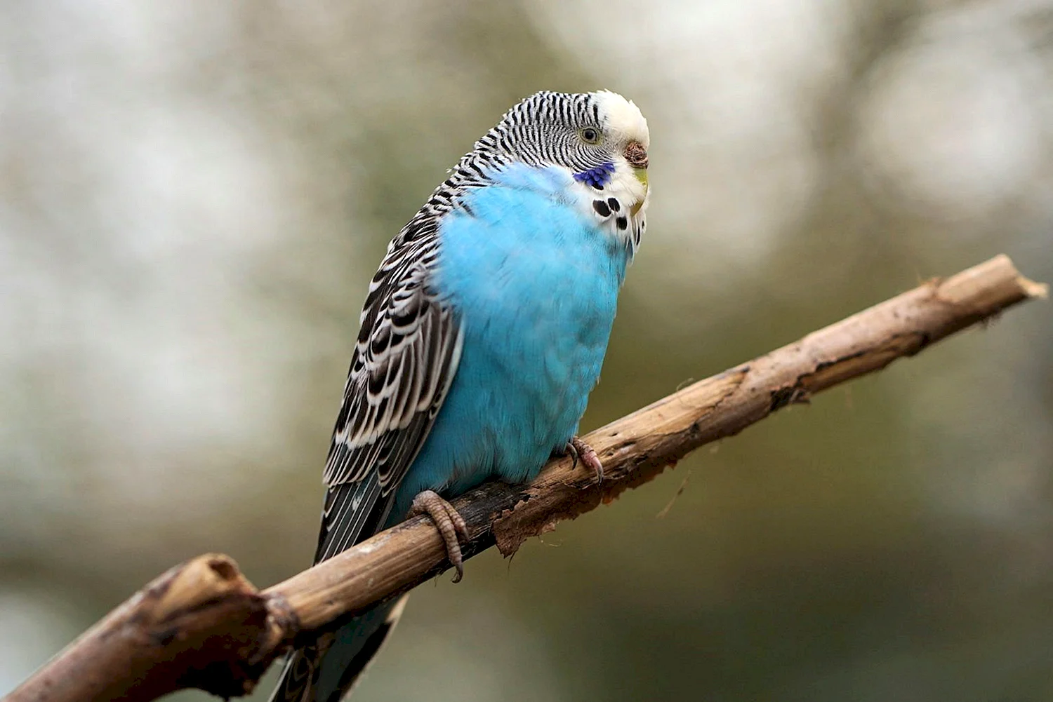 Волнистый попугай Budgie