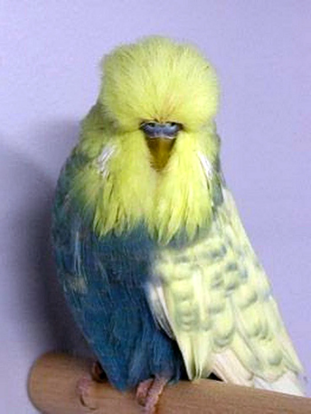 Волнистый попугай Чех