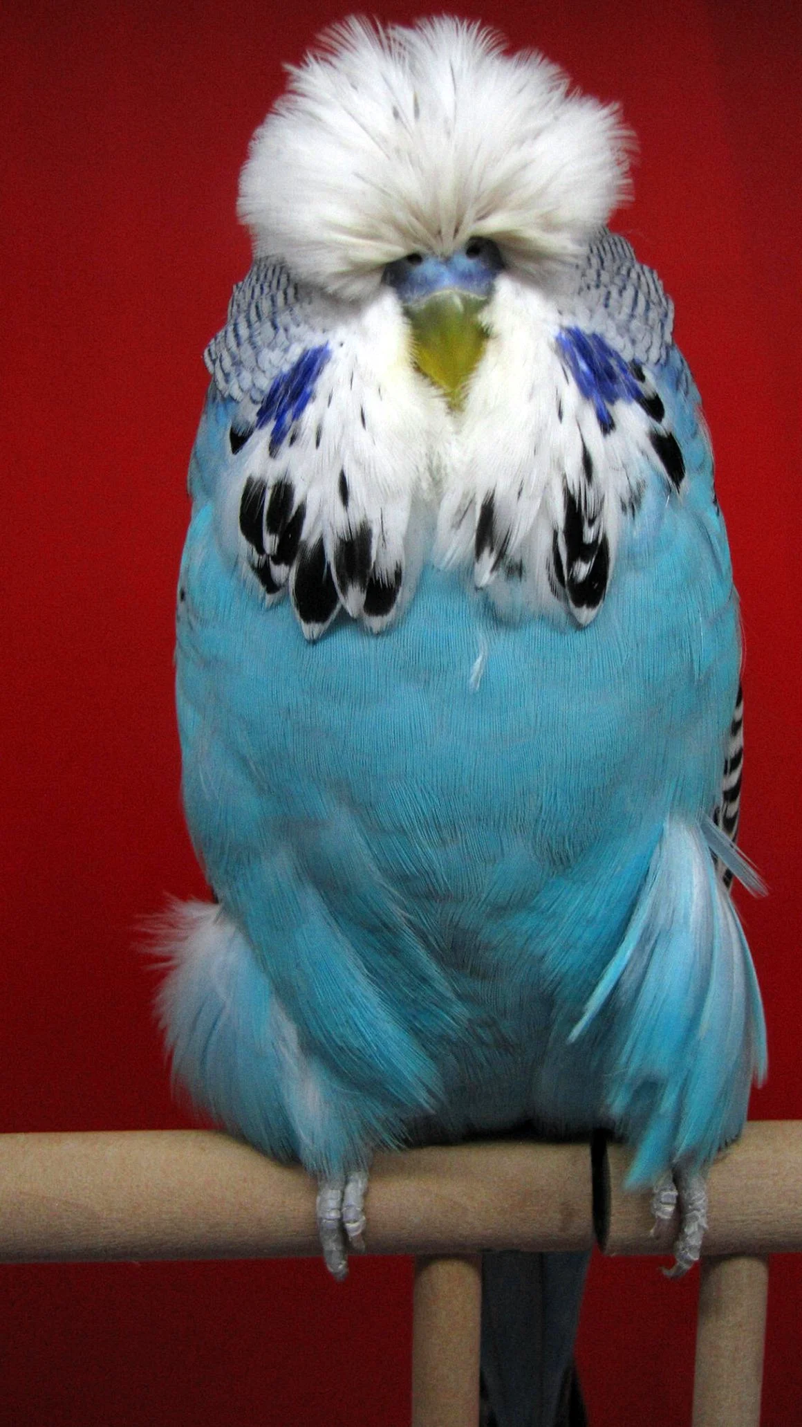 Волнистый попугай Чех