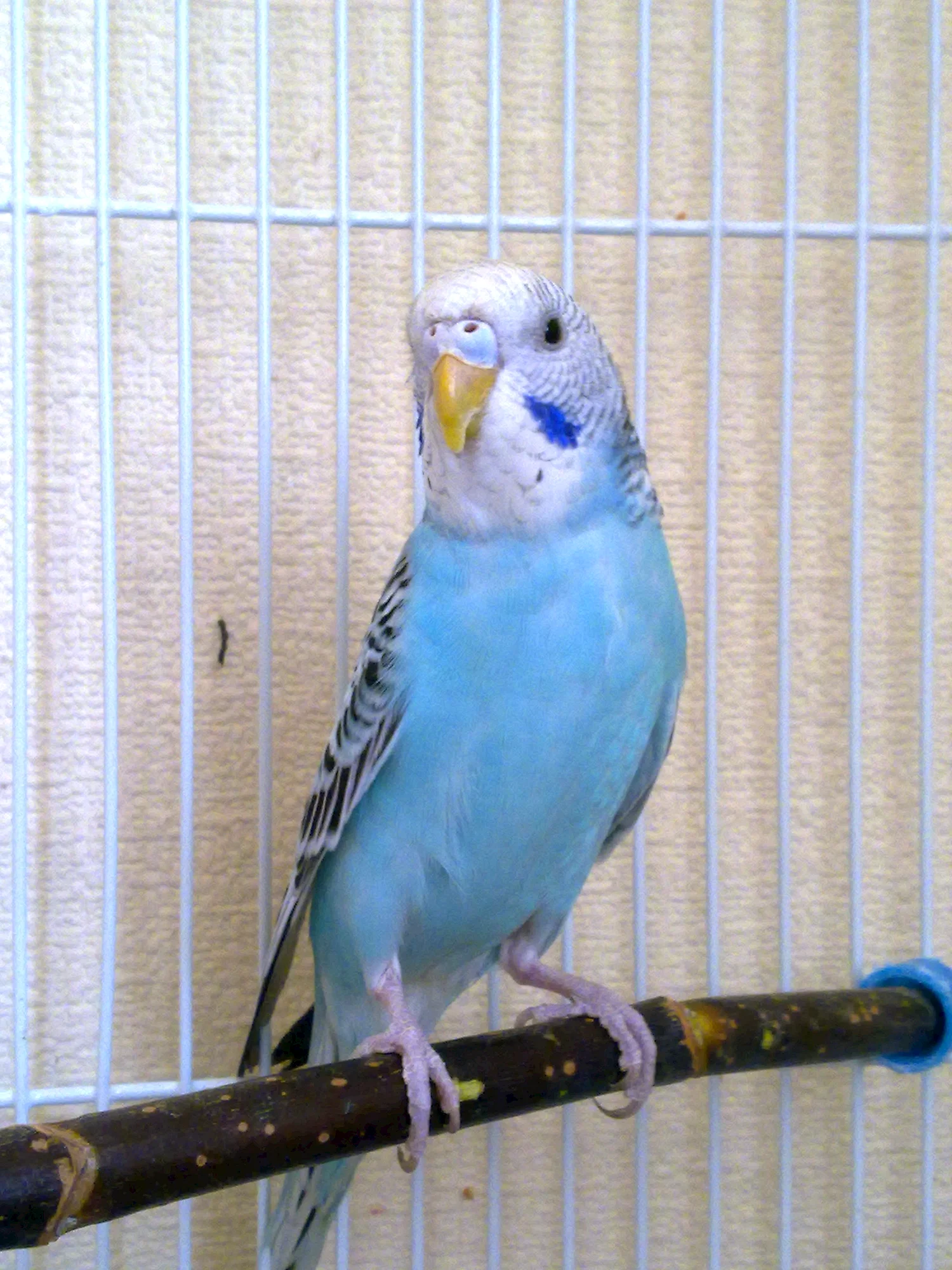 Волнистый попугай голубой самка