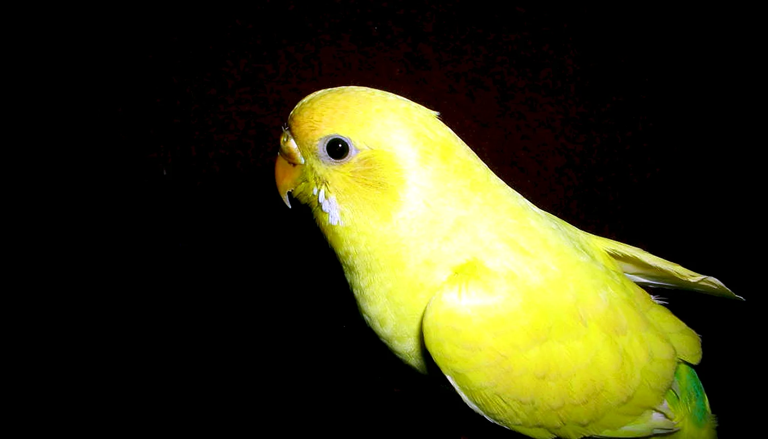 Волнистый попугай лютино
