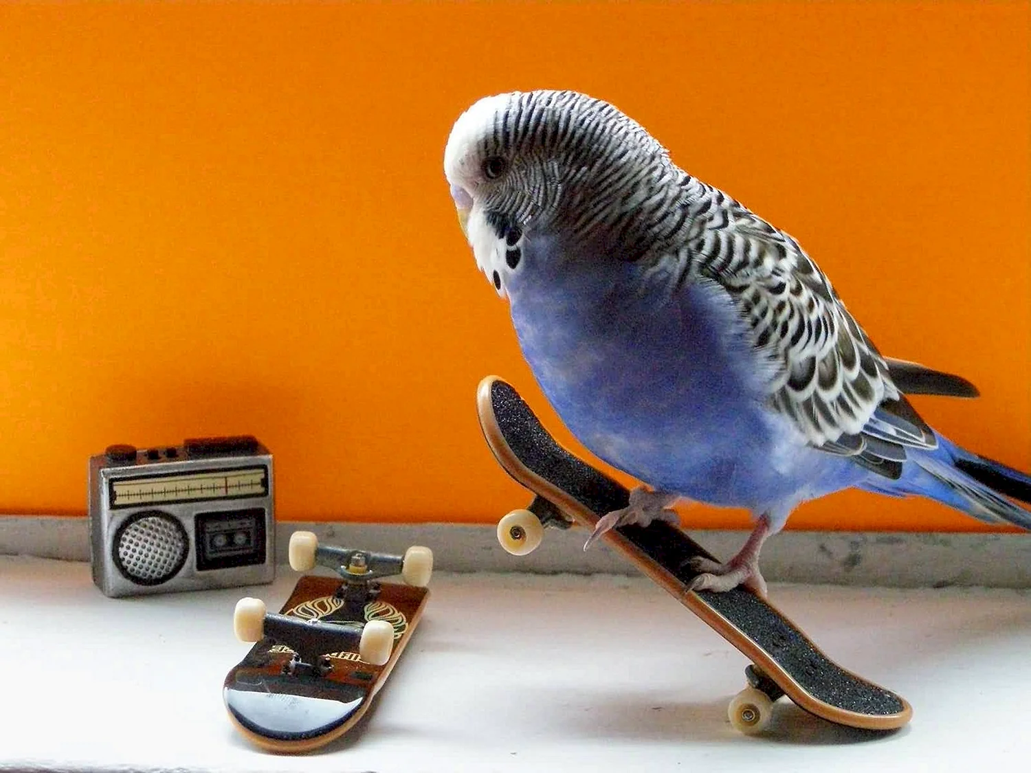 Волнистый попугай на скейте
