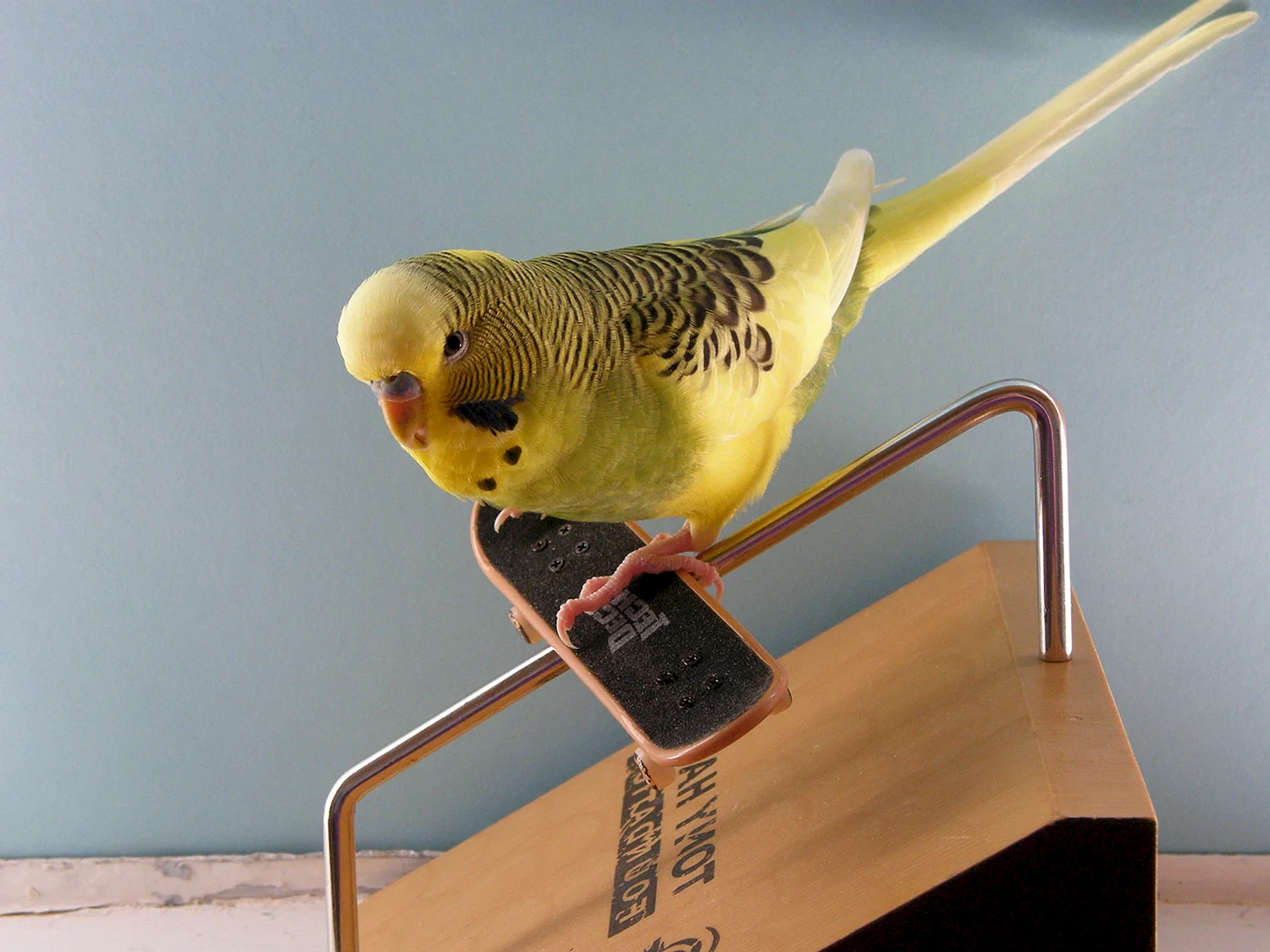 Волнистый попугай на скейте